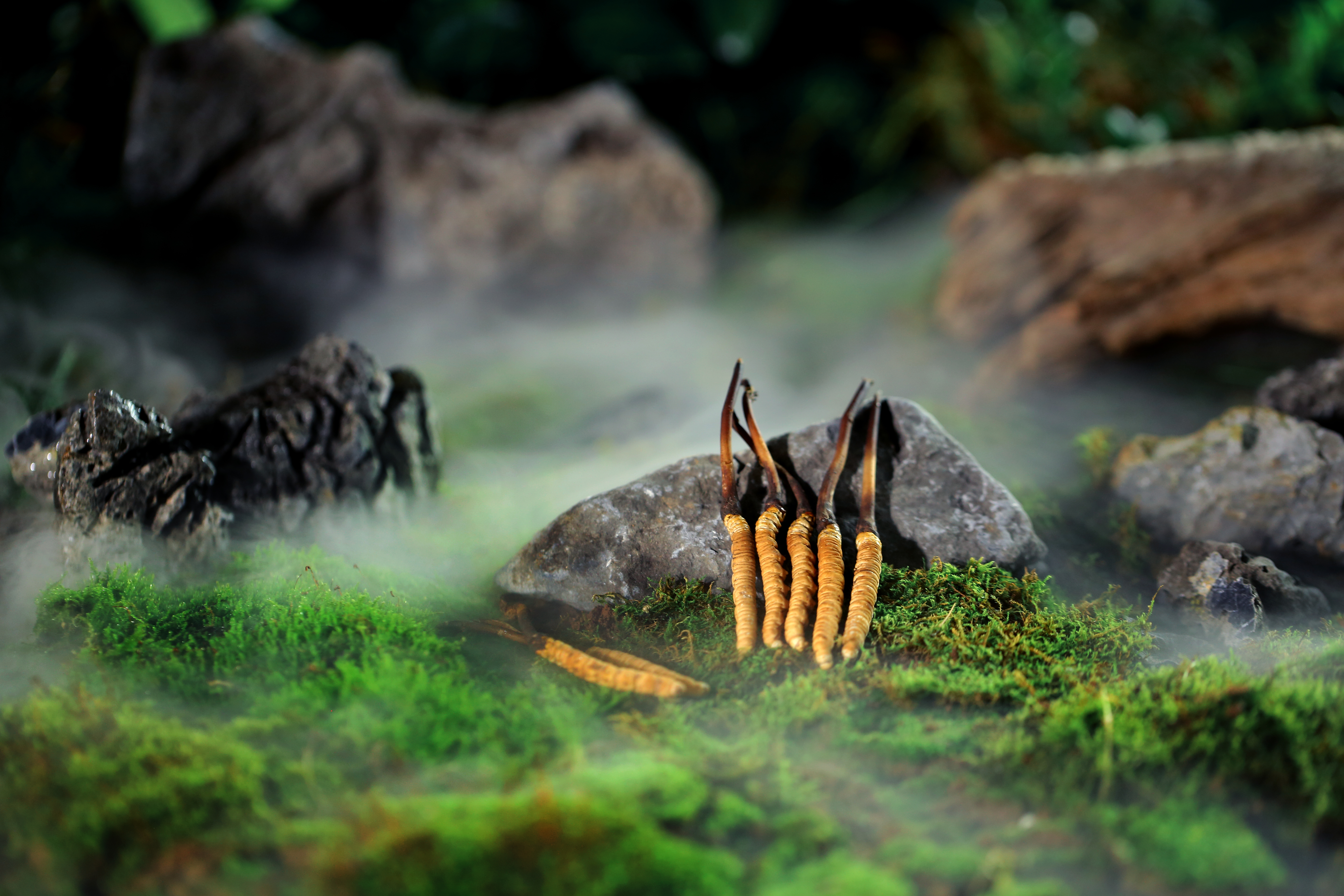 6D0A5350-修.jpg 6D0A5350-修.jpg